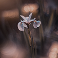 http://upforme.ru/uploads/0019/f3/4b/73/525181.png