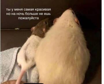http://upforme.ru/uploads/001a/00/cb/20/t880190.jpg