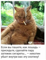 http://upforme.ru/uploads/001a/01/81/2/t384531.png