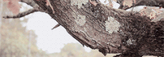 http://upforme.ru/uploads/001a/0d/f5/487/843825.gif