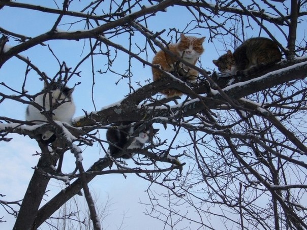 http://upforme.ru/uploads/001a/1a/80/3/26750.jpg