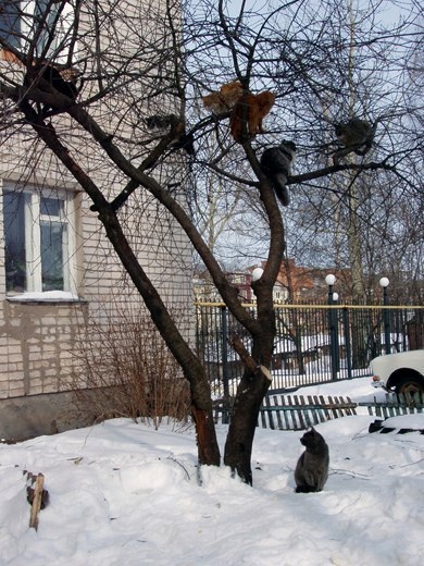 http://upforme.ru/uploads/001a/1a/80/3/49020.jpg
