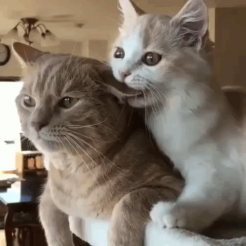 http://upforme.ru/uploads/001a/1d/50/44/886059.gif