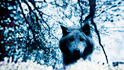 http://upforme.ru/uploads/001a/1f/ac/5/t211829.gif