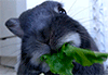 http://upforme.ru/uploads/001a/2b/20/45/505086.gif