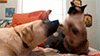 http://upforme.ru/uploads/001a/2b/20/45/705583.gif
