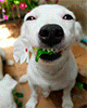 http://upforme.ru/uploads/001a/2b/20/45/715243.gif