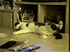 http://upforme.ru/uploads/001a/2b/20/45/807273.gif