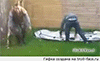 http://upforme.ru/uploads/001a/2b/20/45/t185975.gif
