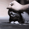 http://upforme.ru/uploads/001a/2b/20/45/t430175.gif
