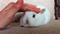 http://upforme.ru/uploads/001a/2b/20/45/t857006.gif