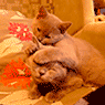 http://upforme.ru/uploads/001a/2b/20/45/t99093.gif