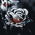 http://upforme.ru/uploads/001a/34/f6/3/20547.png