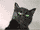 http://upforme.ru/uploads/001a/39/7c/155/t85096.gif