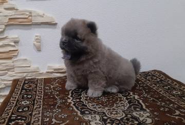 http://upforme.ru/uploads/001a/60/41/22/t29223.jpg