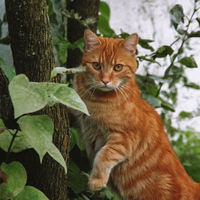 http://upforme.ru/uploads/001a/76/b1/2/45693.png