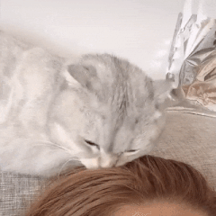http://upforme.ru/uploads/001a/7a/02/46/t737336.gif