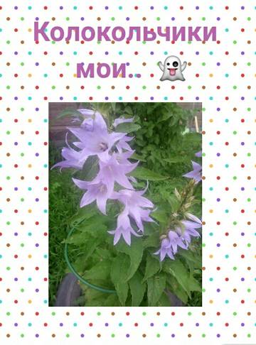 http://upforme.ru/uploads/001a/7d/a0/8/t500283.jpg