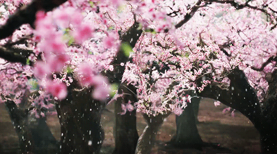 http://upforme.ru/uploads/001a/84/ef/4/688237.gif