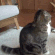 http://upforme.ru/uploads/001a/89/1d/36/45573.gif