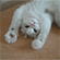 http://upforme.ru/uploads/001a/89/1d/36/80622.gif