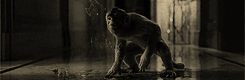http://upforme.ru/uploads/001a/8a/cd/3/59111.gif