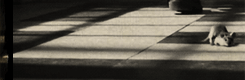http://upforme.ru/uploads/001a/8a/cd/3/61672.gif