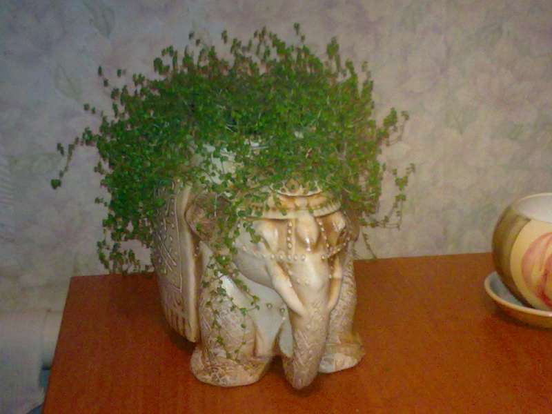 http://upforme.ru/uploads/001a/9f/a0/11/249151.jpg