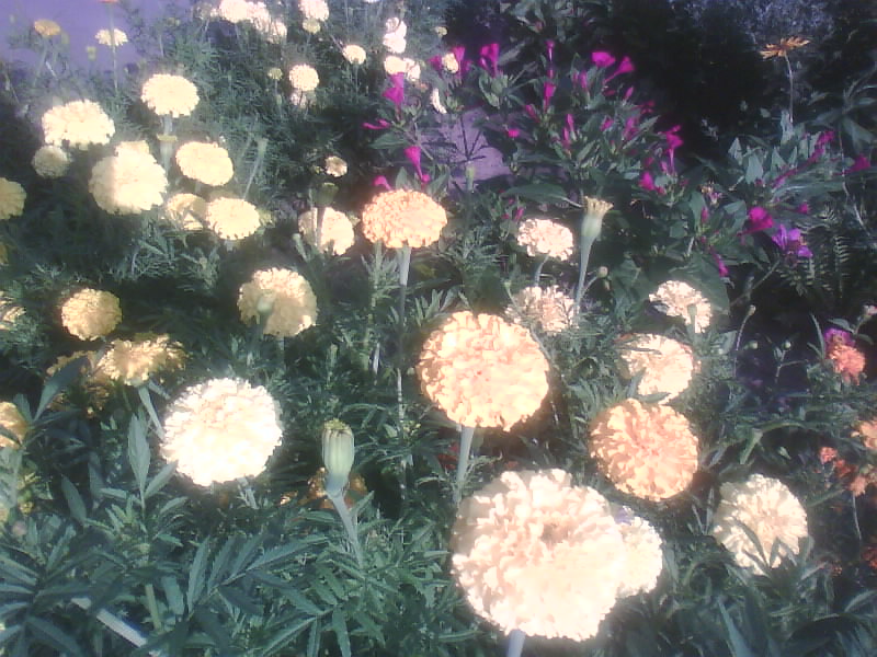 http://upforme.ru/uploads/001a/9f/a0/11/331073.jpg