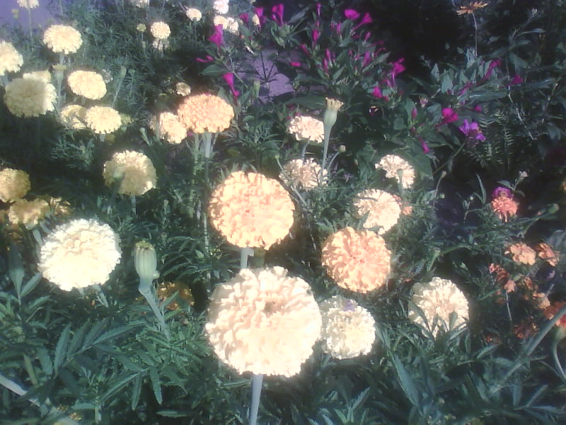 http://upforme.ru/uploads/001a/9f/a0/11/703649.jpg