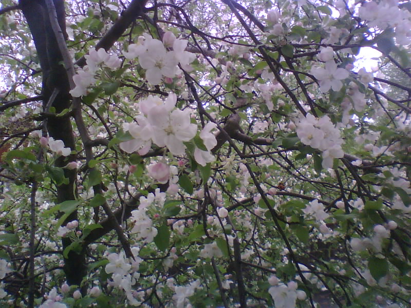 http://upforme.ru/uploads/001a/9f/a0/8/268931.jpg