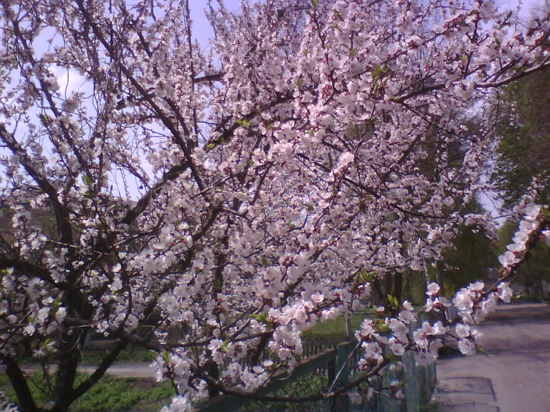 http://upforme.ru/uploads/001a/9f/a0/8/537814.jpg