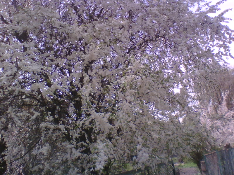 http://upforme.ru/uploads/001a/9f/a0/8/915852.jpg