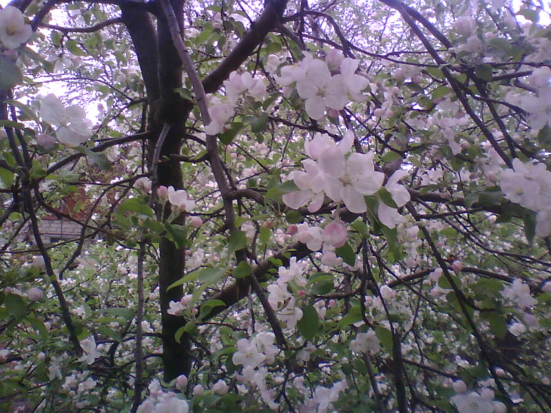 http://upforme.ru/uploads/001a/9f/a0/8/957566.jpg