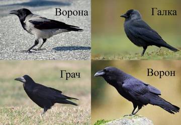 http://upforme.ru/uploads/001a/a8/26/2/t10610.jpg