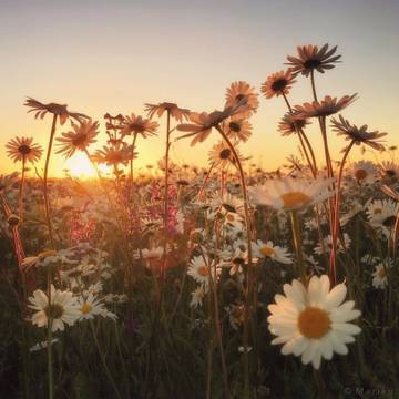 http://upforme.ru/uploads/001a/a8/26/2/t50411.jpg