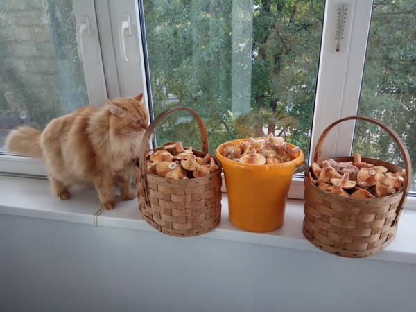 http://upforme.ru/uploads/001a/a8/fa/4/t14943.jpg