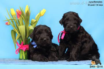 http://upforme.ru/uploads/001a/ad/be/2/t12198.jpg