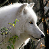 http://upforme.ru/uploads/001a/af/e5/23/t368743.jpg