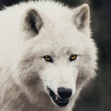 http://upforme.ru/uploads/001a/af/e5/23/t913014.jpg