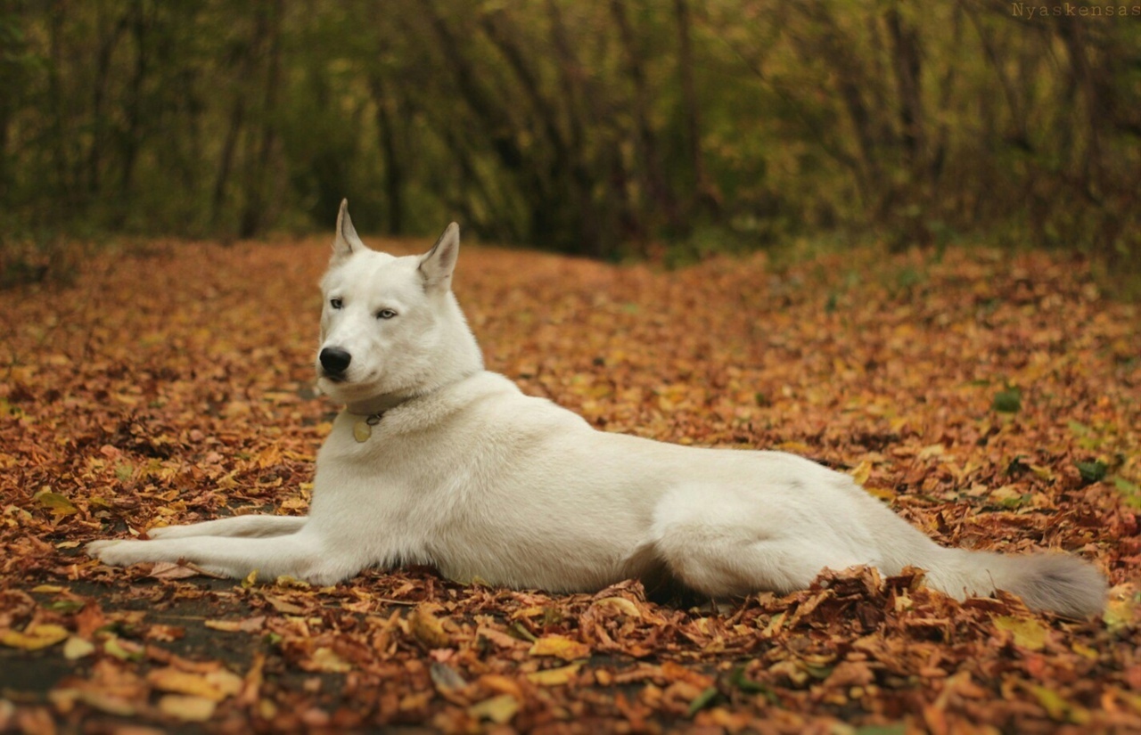 http://upforme.ru/uploads/001a/af/e5/27/580963.jpg