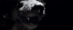 http://upforme.ru/uploads/001a/af/e5/27/t534777.gif
