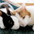 http://upforme.ru/uploads/001a/b3/18/203/712827.gif