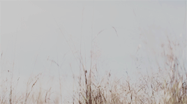 http://upforme.ru/uploads/001a/b3/18/30/222563.gif