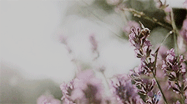 http://upforme.ru/uploads/001a/b3/18/30/99637.gif