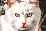 http://upforme.ru/uploads/001a/b3/36/13/t82790.png