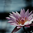 http://upforme.ru/uploads/001a/b3/36/38/174379.png