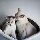 http://upforme.ru/uploads/001a/b3/36/38/243719.png