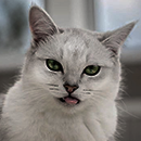 http://upforme.ru/uploads/001a/b3/36/38/788911.png
