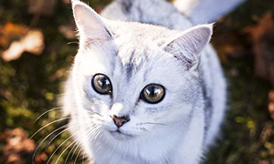 http://upforme.ru/uploads/001a/b3/36/39/196995.png